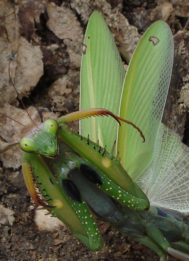 Piacere di conoscerti - Mantis religiosa
